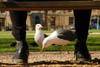 BBC Wildlife 